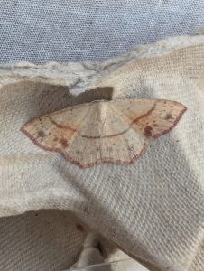 Maiden's Blush - 24th July 2026 - Staveley - Sid Morris - An unusually marked individual