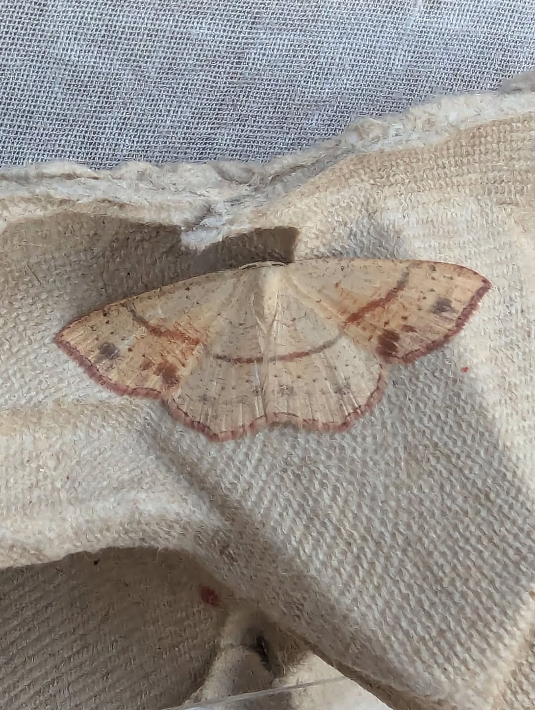 Maiden's Blush - 24th July 2026 - Staveley - Sid Morris - An unusually marked individual