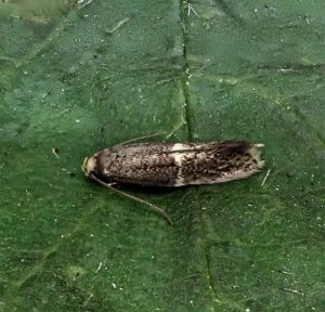 38.017 BF622Elachista adscitellaOblique-barred Grass-miner