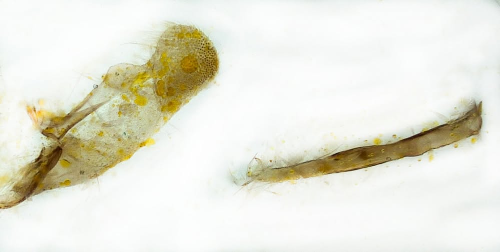 Elachista adscitella - 22nd July 2026 - Calke Explore NT Moth Survey - Graham Finch - ID on Gen Det with preps included.