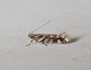35.05 BF752Aristotelia ericinellaHeather Elder