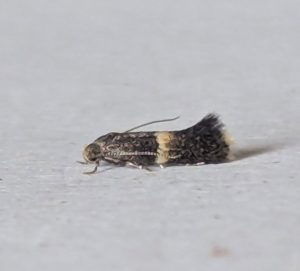 38.018 BF623Elachista bisulcellaYellow-edged Grass-miner