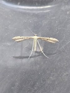Adainia microdactyla - 29th July 2026 - Cromford - Clive Ashton 