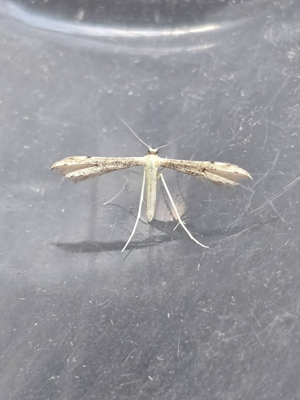 Adainia microdactyla - 29th July 2026 - Cromford - Clive Ashton 