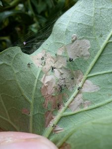 Bedellia somnulentella - Leaf mines on bindweed - 30th July 2026 - Gleadless Valley - Pete Mella