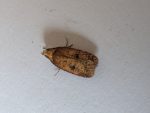 Agonopterix angelicella - 9th July 2026 - Markham Vale - Sid Morris