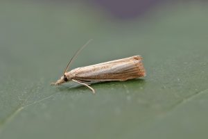 Agriphila straminella - 24th July 2026 - Melbourne - Tony Davison