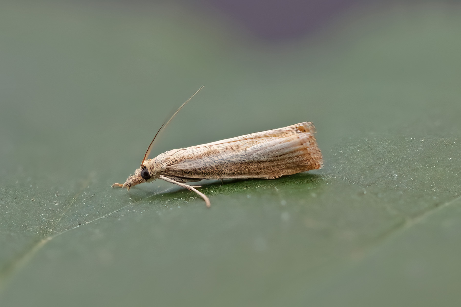 Agriphila straminella - 24th July 2026 - Melbourne - Tony Davison
