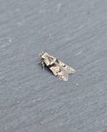 Blastobasis rebeli - 1st VC57 Record - 9th July 2026 - Cromford - Clive Ashton