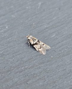 Blastobasis rebeli - 1st VC57 Record - 9th July 2026 - Cromford - Clive Ashton