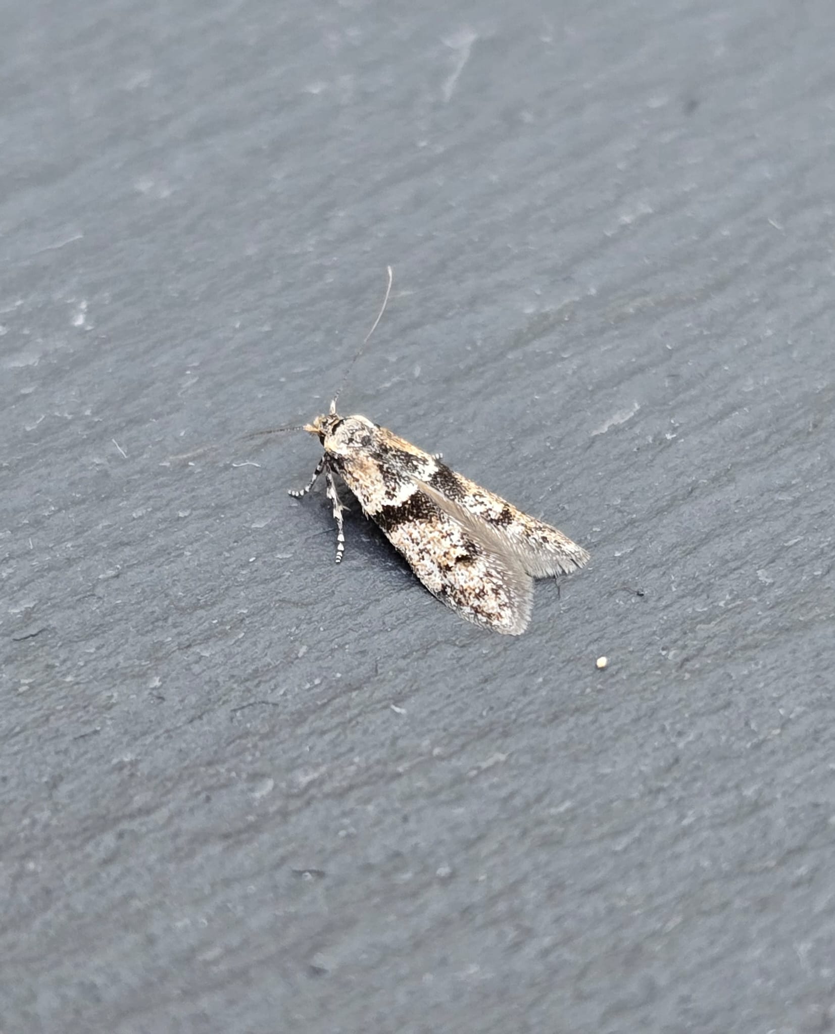 Blastobasis rebeli - 1st VC57 Record - 9th July 2026 - Cromford - Clive Ashton