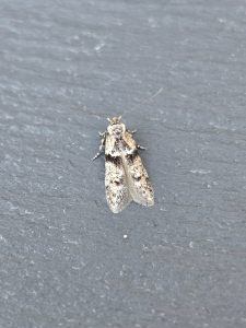 Blastobasis rebeli - 1st VC57 Record - 9th July 2026 - Cromford - Clive Ashton