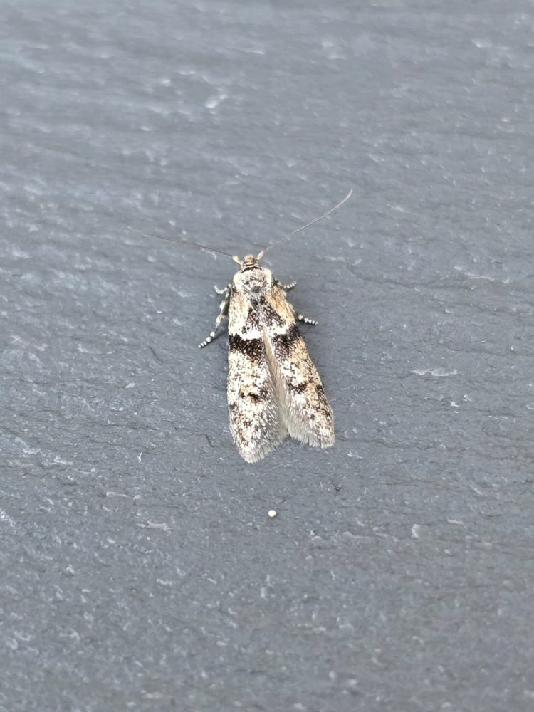 Blastobasis rebeli - 1st VC57 Record - 9th July 2026 - Cromford - Clive Ashton