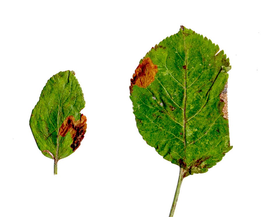 Bohemannia pulverosella - leaf mine on Apple - 18th July 2026 - Calke Park - Graham Finch