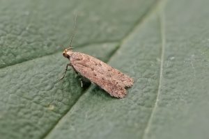 Bryotropha terrella - 24th July 2026 - Melbourne - Tony Davison