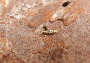 Bucculaterix ulmella - 16th July 2026 - Kedleston NT Moth Survey - Dave Evans