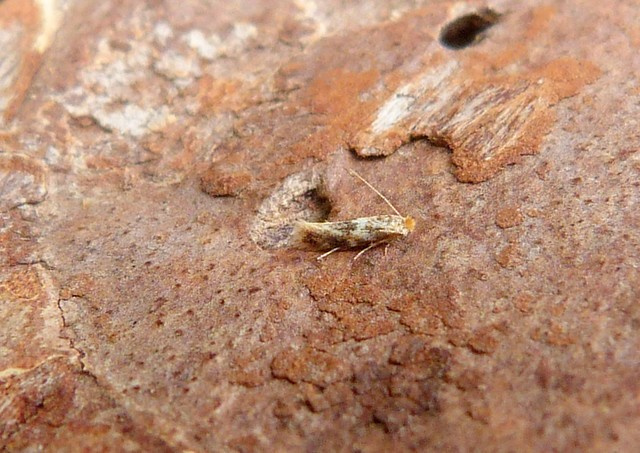 Bucculaterix ulmella - 16th July 2026 - Kedleston NT Moth Survey - Dave Evans