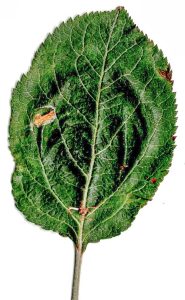 Callisto denticulella - leaf mine on Apple -18th July 2026 - Calke park - Graham Finch