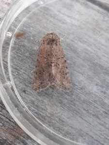 Cloaked Minor - 5th July - Chaddesden - Martin Roome