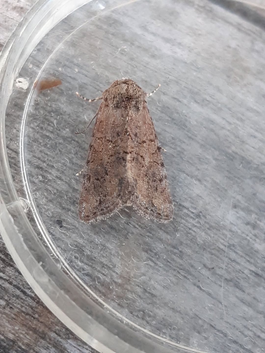 Cloaked Minor - 5th July - Chaddesden - Martin Roome