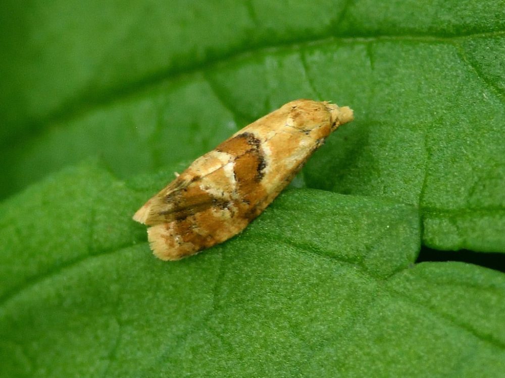 Cochylidia rupicola - 1st record for VC57 Derbyshire - 17th June 2026 - Cromford Canal - Tim Worfolk
