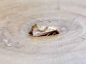 Cochylis roseana - 10th July 2026 - Staveley - Mark Radford