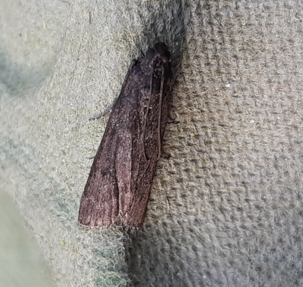Matiella fusca - 2nd July 2026 - Upper Moor, Matlock - Martin Roome