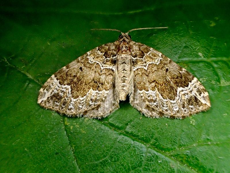 Devon Carpet - 22nd July 2026 - Calke Park NY Moth Survey - Graham Finch - possibly the first south Derbyshire record