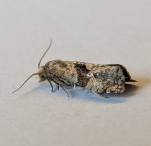 Phalonidia manniana - 14th July 2026 - Markham Vale South Tip - Sid Morris