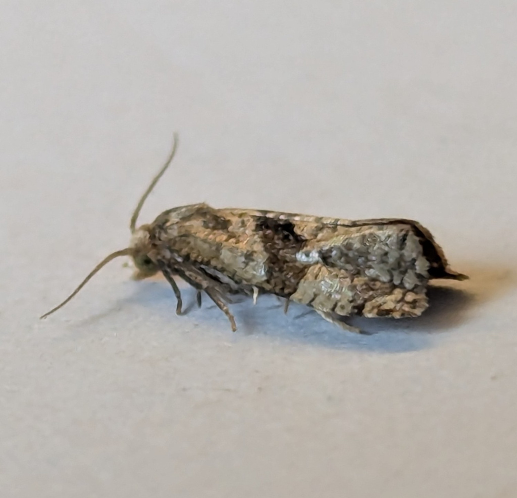 Phalonidia manniana - 14th July 2026 - Markham Vale South Tip - Sid Morris