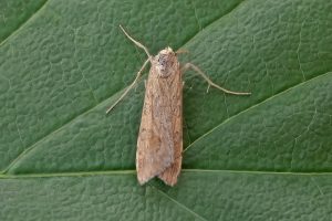 Nomophila noctuella - 24th July 2026 - Melbourne - Tony Davison