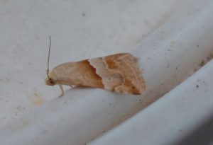Small Marbled - 30th June - New Mills - John Turner