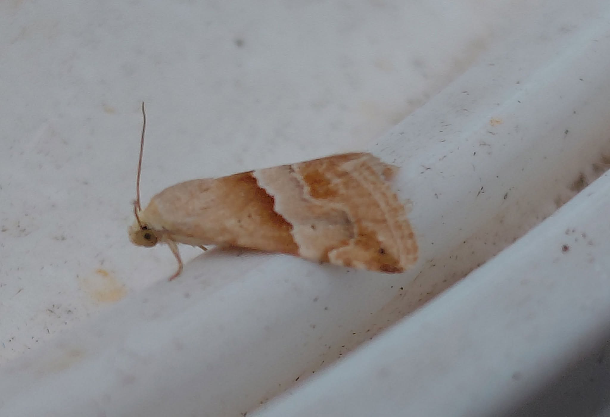 Small Marbled - 30th June - New Mills - John Turner