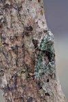 Moth Trap 27th-28th July 2026