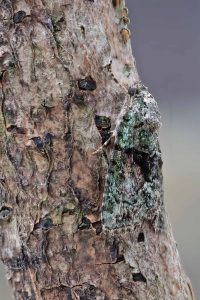Tree Lichen Beauty - 27th July 2026 - Melbourne - Tony Davison