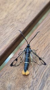 Welsh Clearwing - female - 26th June 2026 - Old Glossop - Stuart Winter