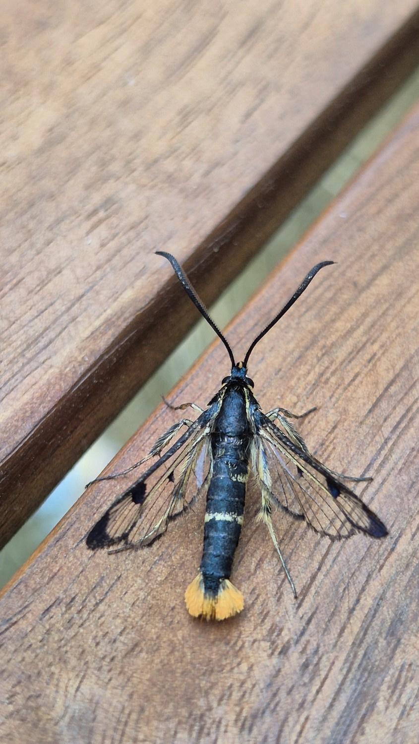 Welsh Clearwing - female - 26th June 2026 - Old Glossop - Stuart Winter