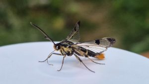 Welsh Clearwing - female - 26th June 2026 - Old Glossop - Stuart Winter