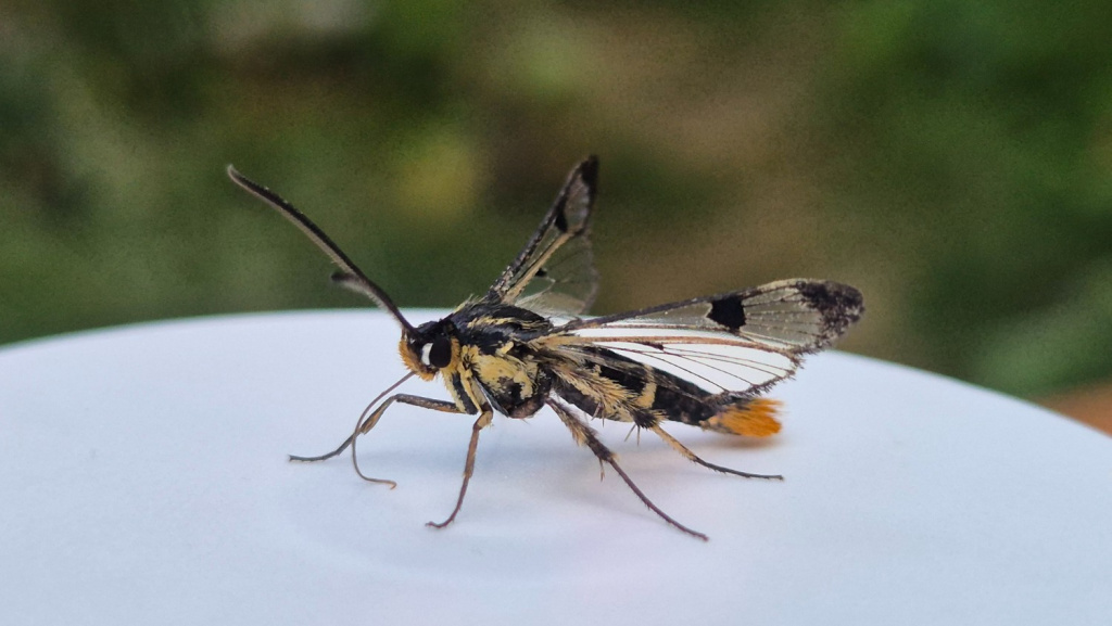 Welsh Clearwing - female - 26th June 2026 - Old Glossop - Stuart Winter