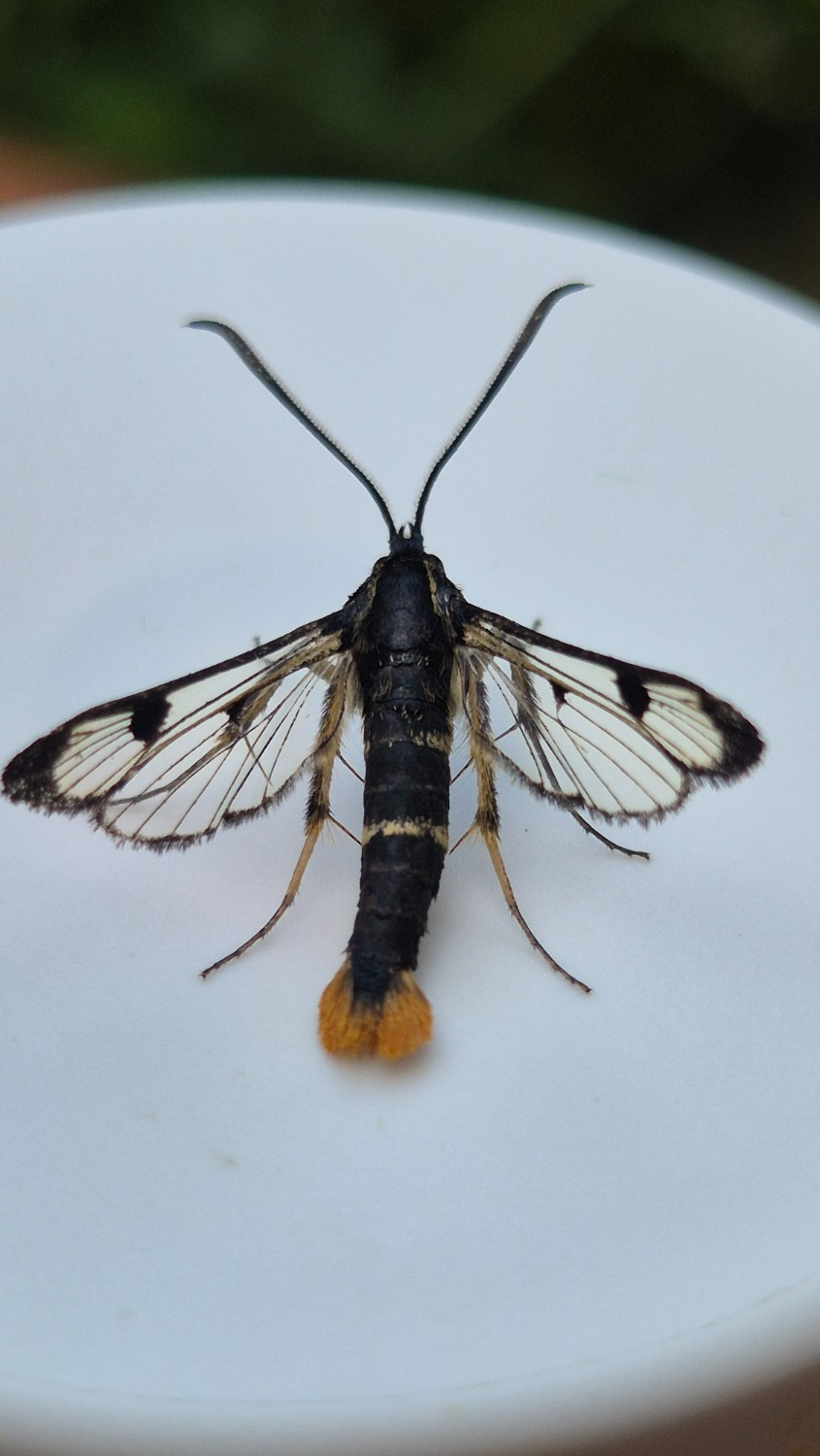 Welsh Clearwing