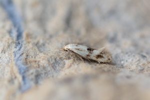Elachista maculicerusella - 5th July 2026 -Chaddesden - Neil Loverock
