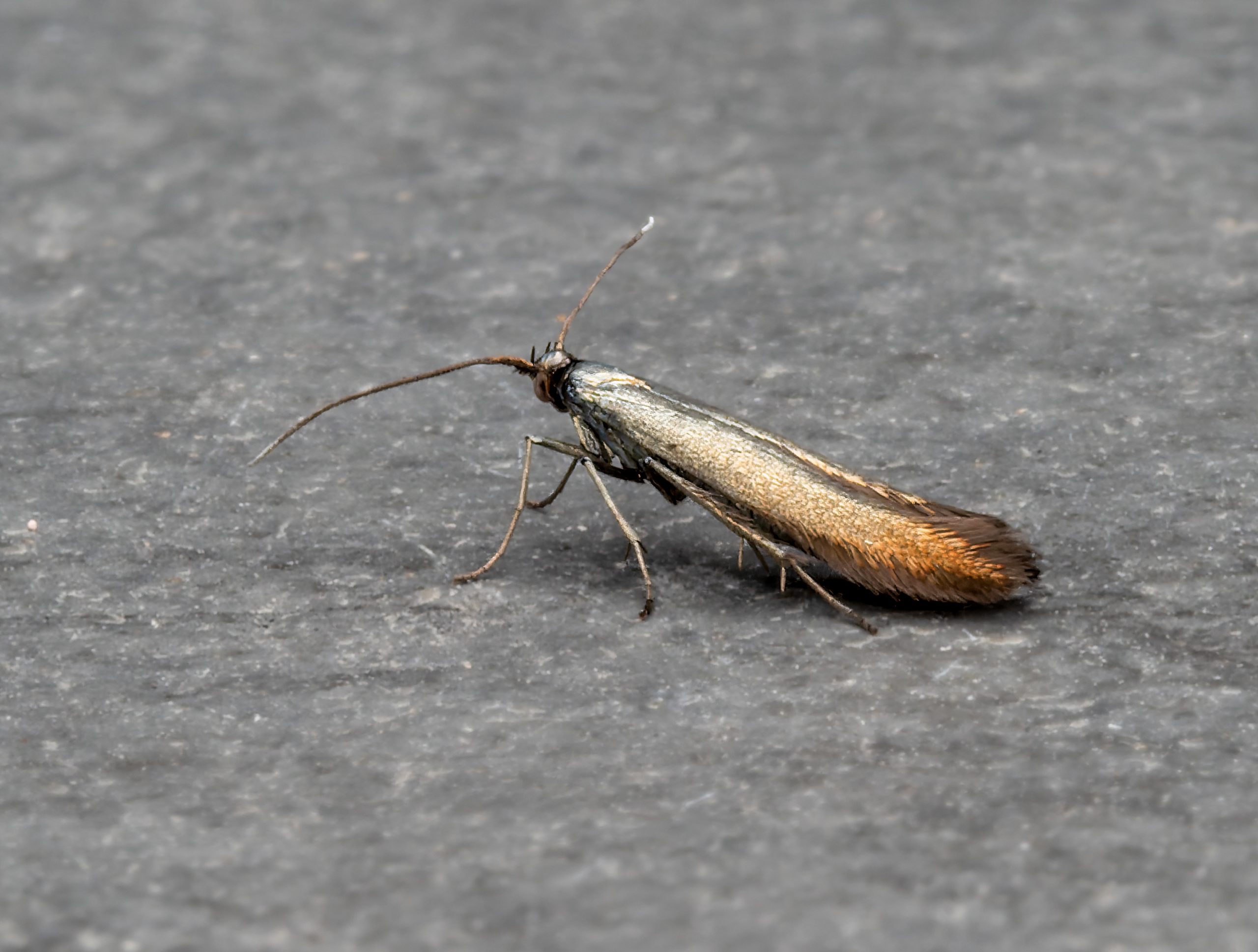 Coleophora deauratella - 10th August 2026 - Chellaston - Richard Pittam