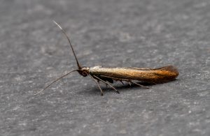 Coleophora deauratella - 10th August 2026 - Chellaston - Richard Pittam