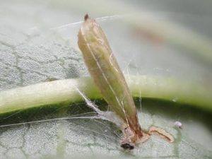 Bedellia somnulentella - Pupa on Bindweed - 1st August 2026 - Gleadless Valley - Pete Mella.