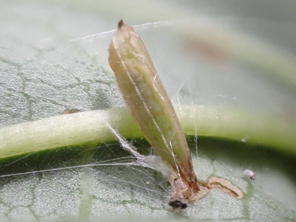 Bedellia somnulentella - Pupa on Bindweed - 1st August 2026 - Gleadless Valley - Pete Mella.