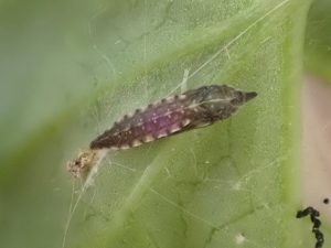 Bedellia somnulentella - Pupa on Bindweed - 1st August 2026 - Gleadless Valley - Pete Mella.