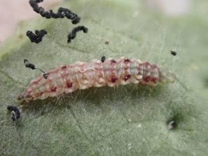 Bedellia somnulentella - Lavae on Bindweed - 1st August 2026 - Gleadless Valley - Pete Mella.
