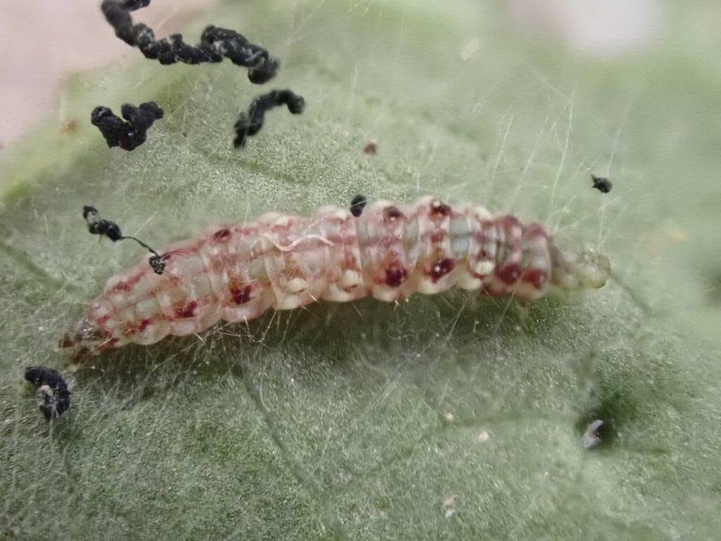 Bedellia somnulentella - Lavae on Bindweed - 1st August 2026 - Gleadless Valley - Pete Mella.
