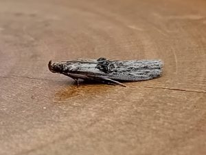 Nephopterix angustella - 2nd VC57 Record - 3rd August 2026 - Staveley - Mark Radford