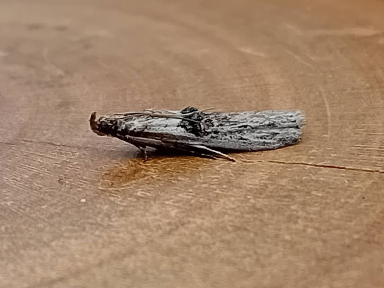 Nephopterix angustella - 2nd VC57 Record - 3rd August 2026 - Staveley - Mark Radford
